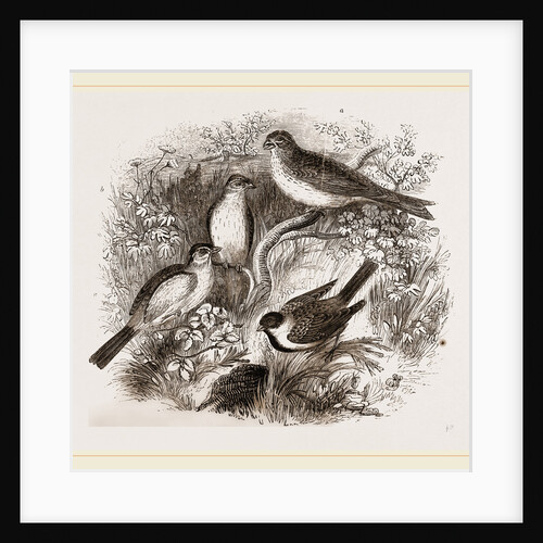 Group of Buntings by Anonymous