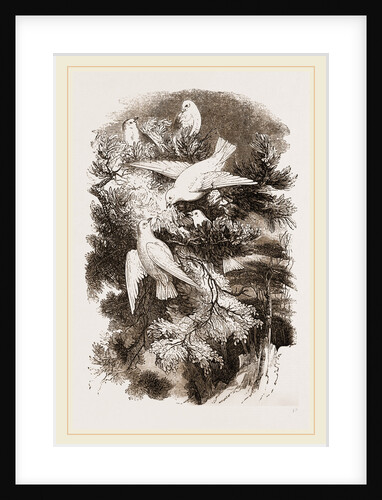 Snow-Birds by Anonymous