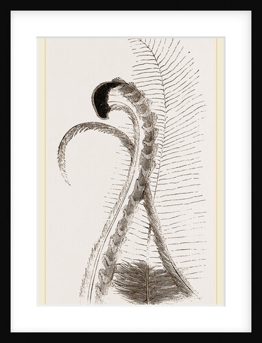 Tail-feathers of Lyre Bird by Anonymous