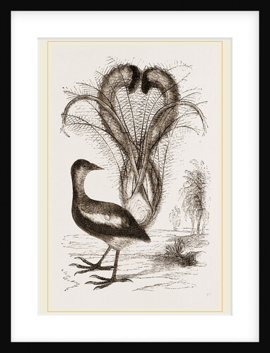 Lyre-Bird by Anonymous