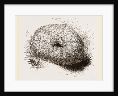 Nest of WaterOuzel by Anonymous