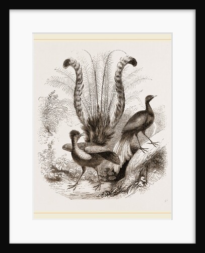 Lyre-Birds by Anonymous