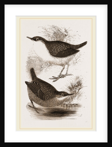 Water-Ouzels by Anonymous