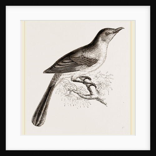 Mocking Bird by Anonymous