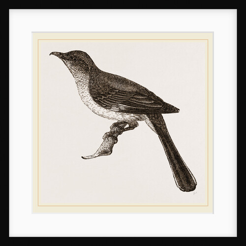 Mocking-Bird by Anonymous