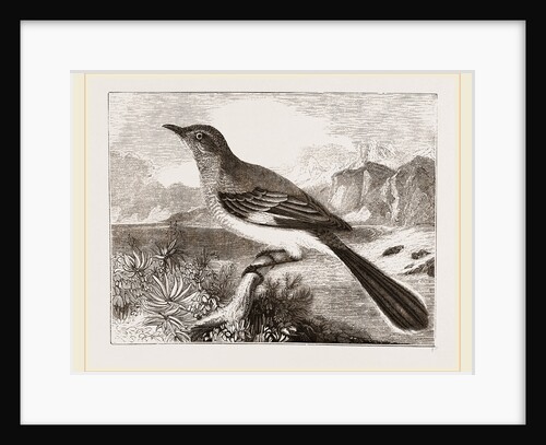 Mocking Bird by Anonymous