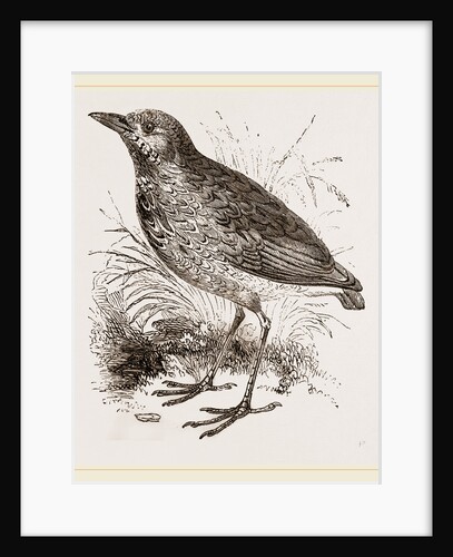 King-Thrush by Anonymous
