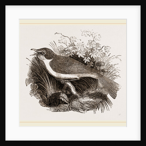 Mocking-Bird by Anonymous