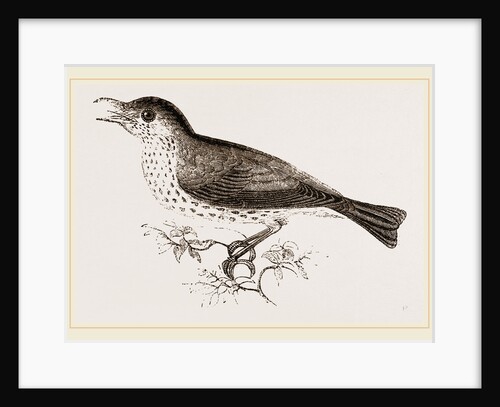 Wood-Thrush by Anonymous