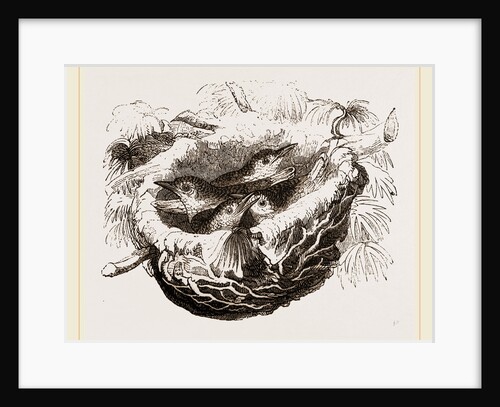Nest of Golden Oriole by Anonymous
