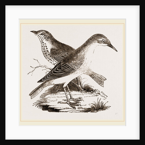 Hermit-Thrush by Anonymous