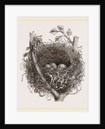 Nest of Mistle Thrush by Anonymous