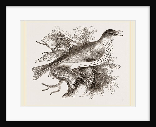 Wood-Thrush by Anonymous
