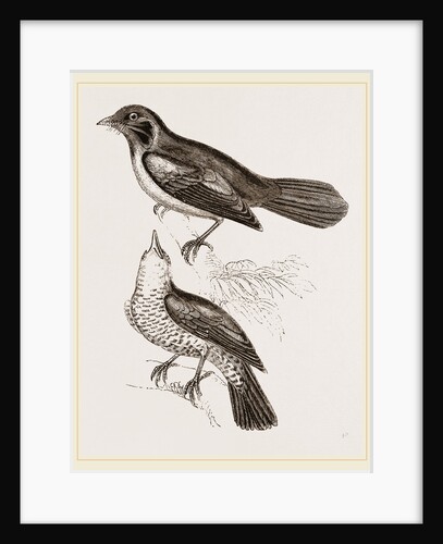 Red-breasted Thrushes by Anonymous
