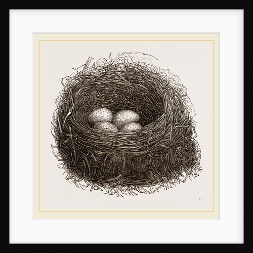 Nest of Blackbird by Anonymous