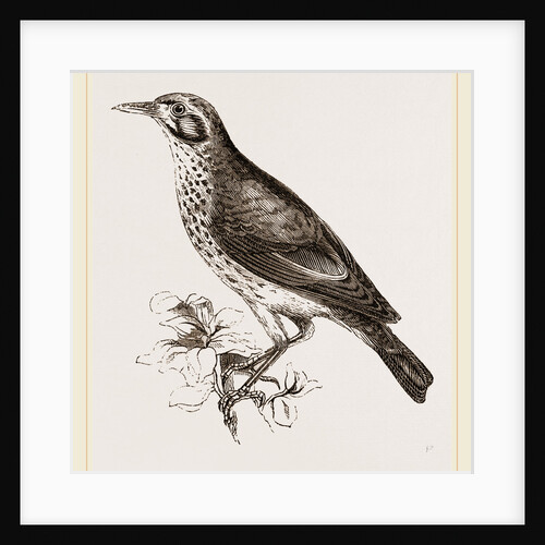 Ground scraping Thrush by Anonymous