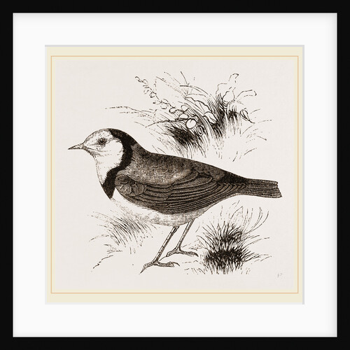 White fronted Ephthianura by Anonymous