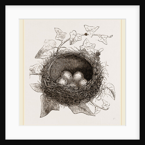 Nest of Song-Thrush by Anonymous