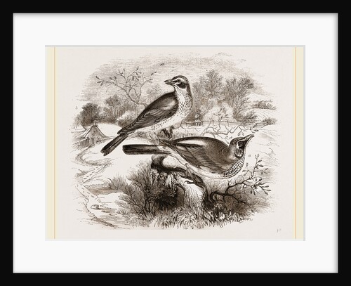 Fieldfare, Redwing by Anonymous