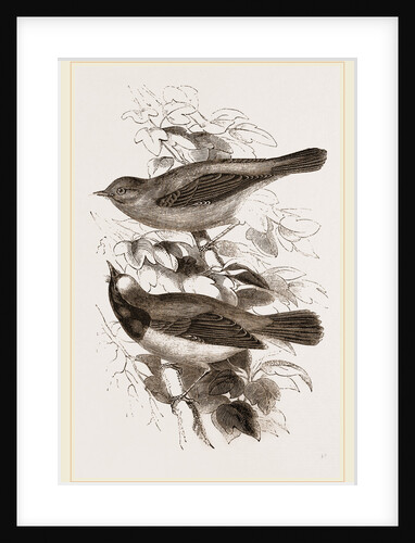 Redstarts by Anonymous
