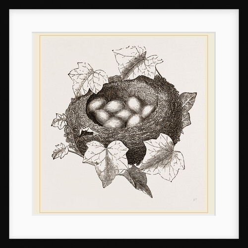 Nest of Golden-Crested Wren by Anonymous