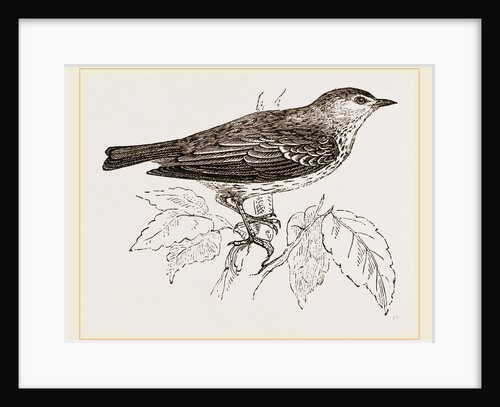 Tree Pipit by Anonymous