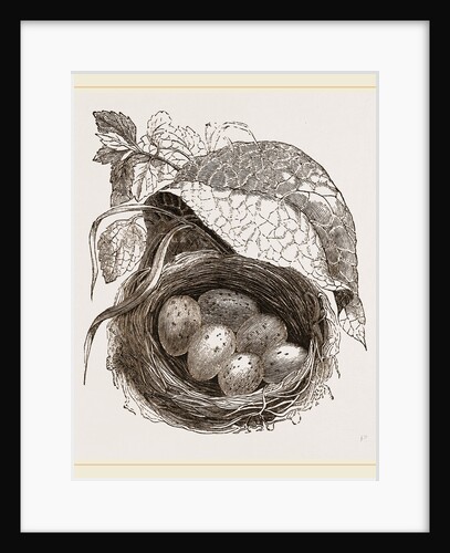 Nest of Redbreast by Anonymous