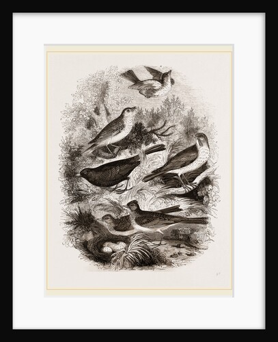Group of British Birds by Anonymous