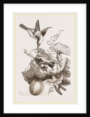 Female Tailor-Bird and Nest by Anonymous