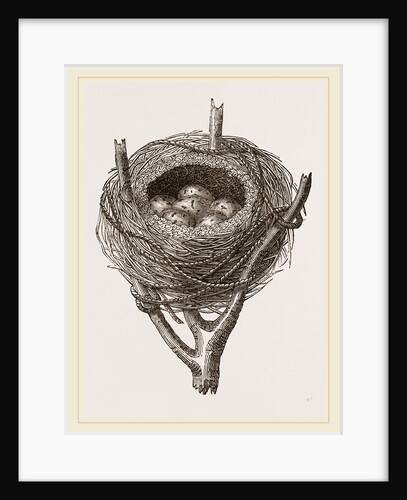 Nest of Sedge-Warbler by Anonymous