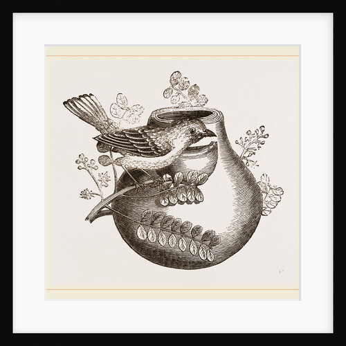 Nest of Pine-pine by Anonymous