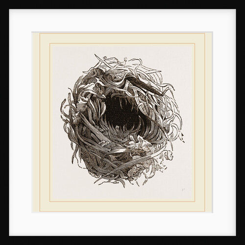 Nest of Yellow Wren by Anonymous