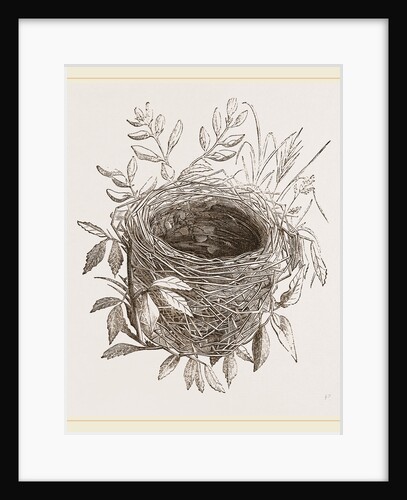 Nest of Sedge-Warbler by Anonymous