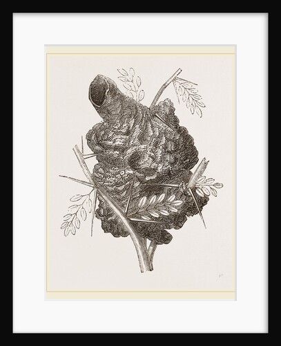 Nest of Pine-pine by Anonymous
