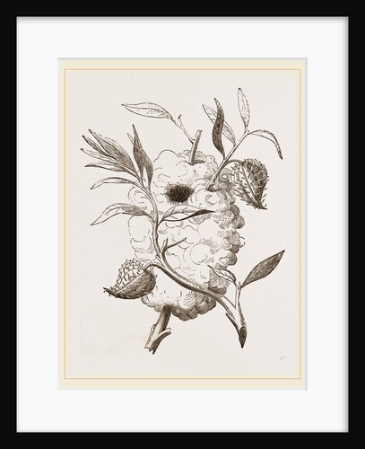 Nest of Capocier by Anonymous