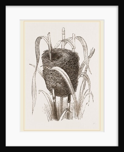 Nest attributed to Reed-Bunting by Anonymous