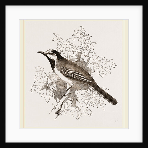 White Wagtail of the Continent by Anonymous