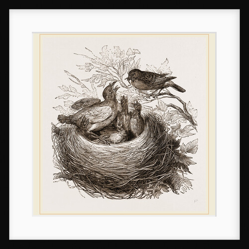 Hedge-Sparrows and Cuckoo by Anonymous