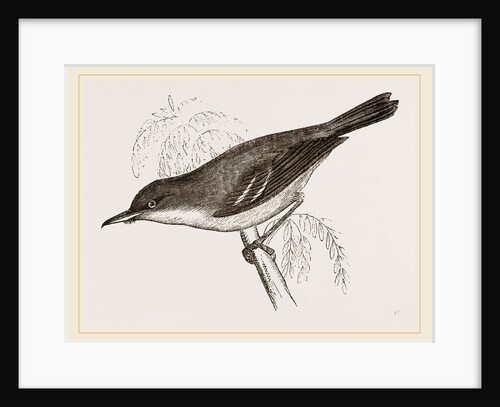 Grey-Backed Warbler by Anonymous