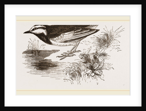 White-winged Wagtail by Anonymous