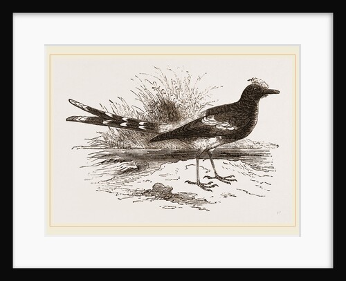 Java Fork-tail by Anonymous