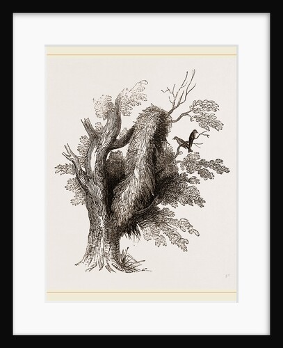 Nest of Garrulous Synallaxis by Anonymous