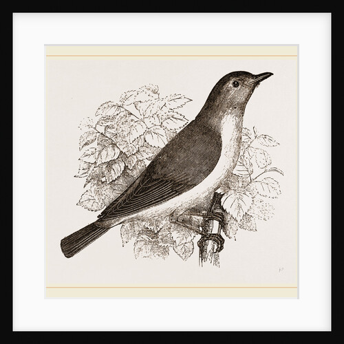 Garden Warbler by Anonymous