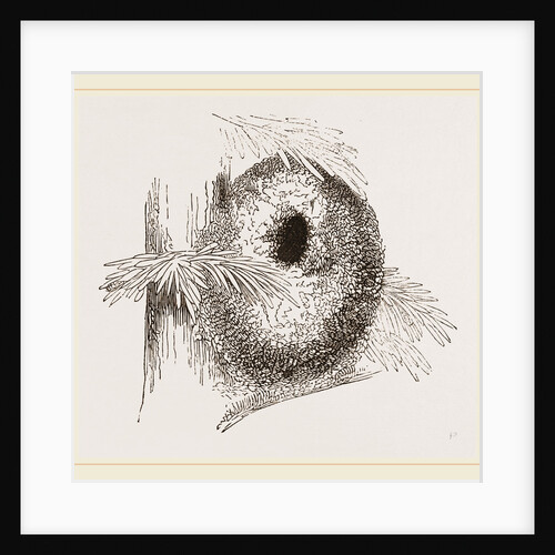 Nest of Long-tailed Titmouse by Anonymous