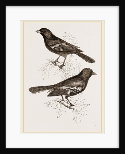 Black Titmice by Anonymous