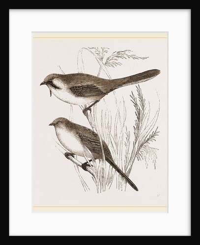 Bearded Titmice by Anonymous
