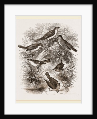 Group o' British Warblers by Anonymous