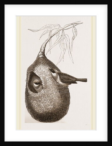 Penduline Titmice and Nest by Anonymous