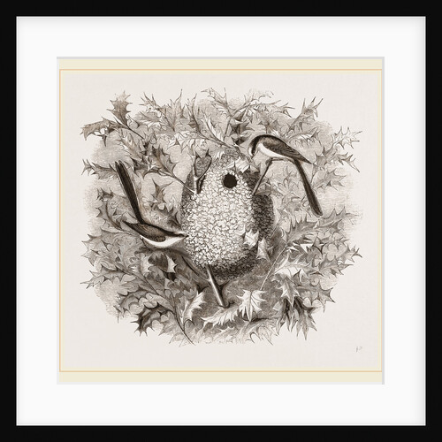 Long-tailed Titmice and Nest by Anonymous