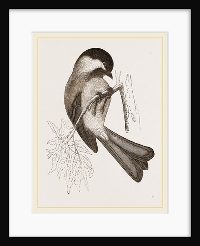 Black-cap Titmouse by Anonymous